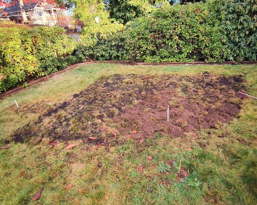 I sprinkled mushroom compost on my lawn for the composting bacteria