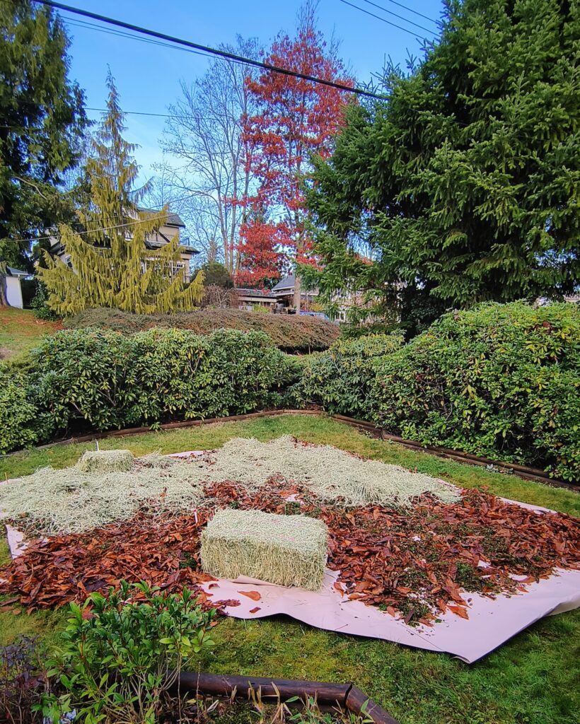 Mid-composing a composting garden - adding mulch